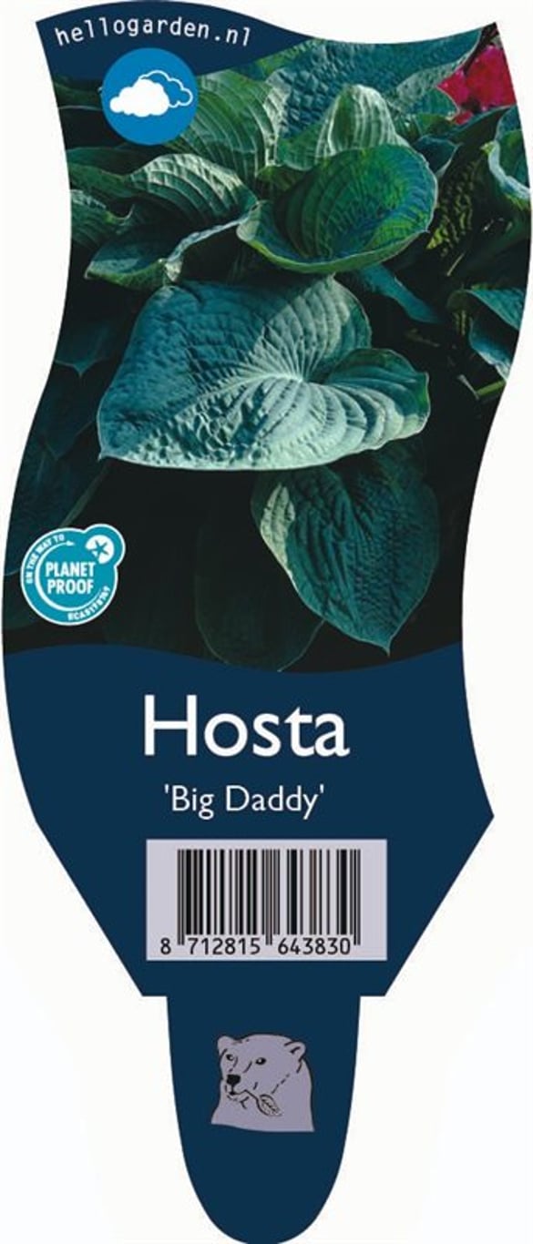 Hosta 'Big Daddy' - P11
